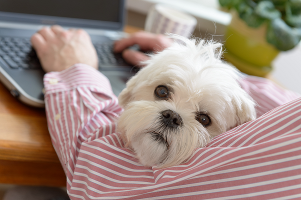 image for Friday June 23 is Take Your Dog to Work Day!